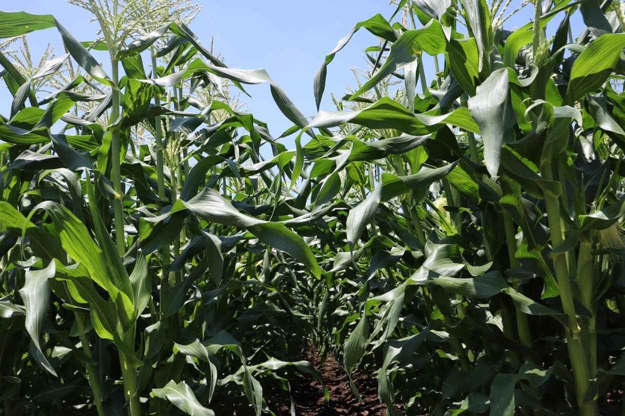 ベジタブルサービスコバヤシ　トウモロコシ畑