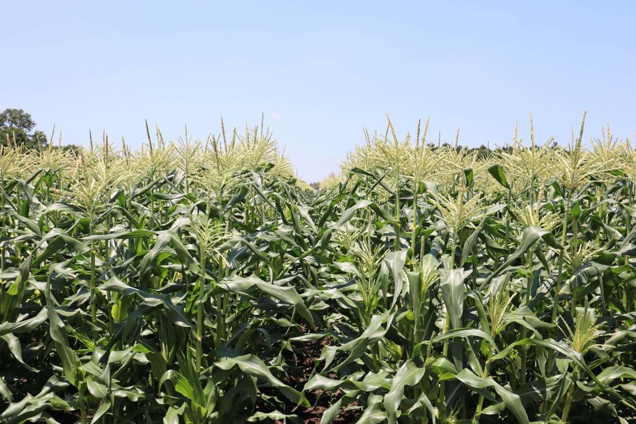 ベジタブルサービスコバヤシ　トウモロコシ畑