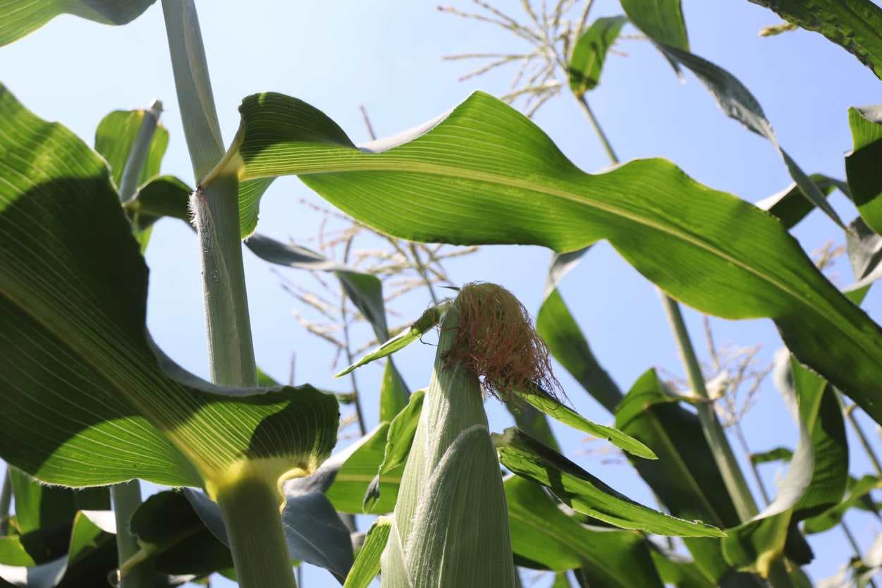 ベジタブルサービスコバヤシ　トウモロコシ