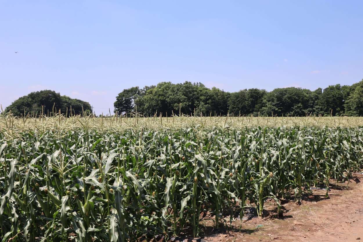 ベジタブルサービスコバヤシ　トウモロコシ畑