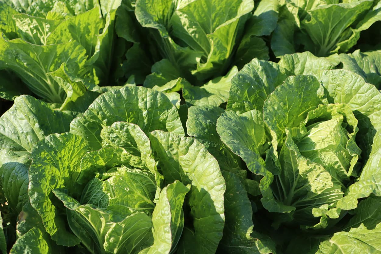 ベジタブルサービスコバヤシ　白菜