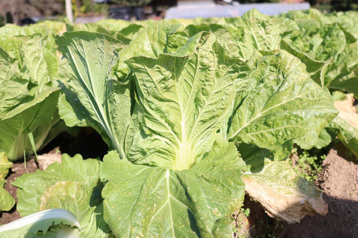 ベジタブルサービスコバヤシ　白菜