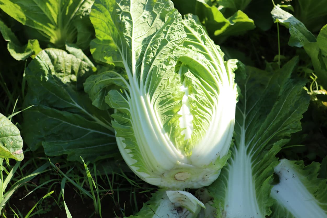 ベジタブルサービスコバヤシ　白菜