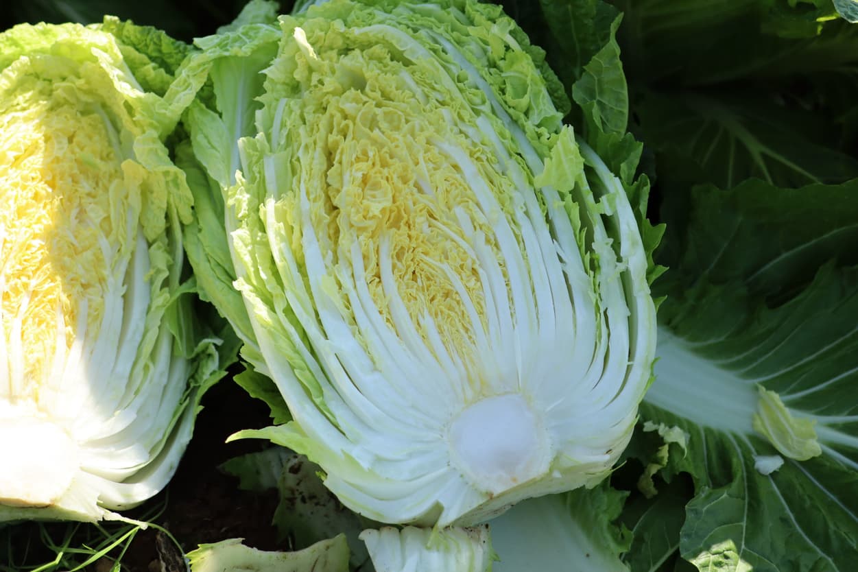 ベジタブルサービスコバヤシ　白菜