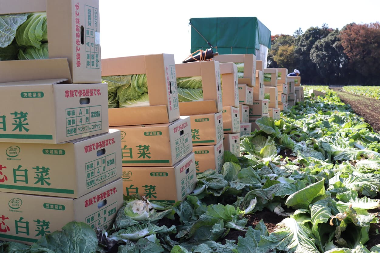 ベジタブルサービスコバヤシ　白菜