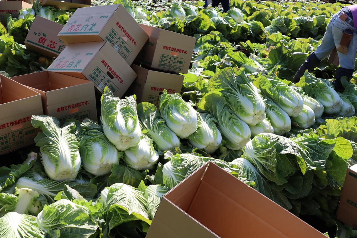 ベジタブルサービスコバヤシ　白菜