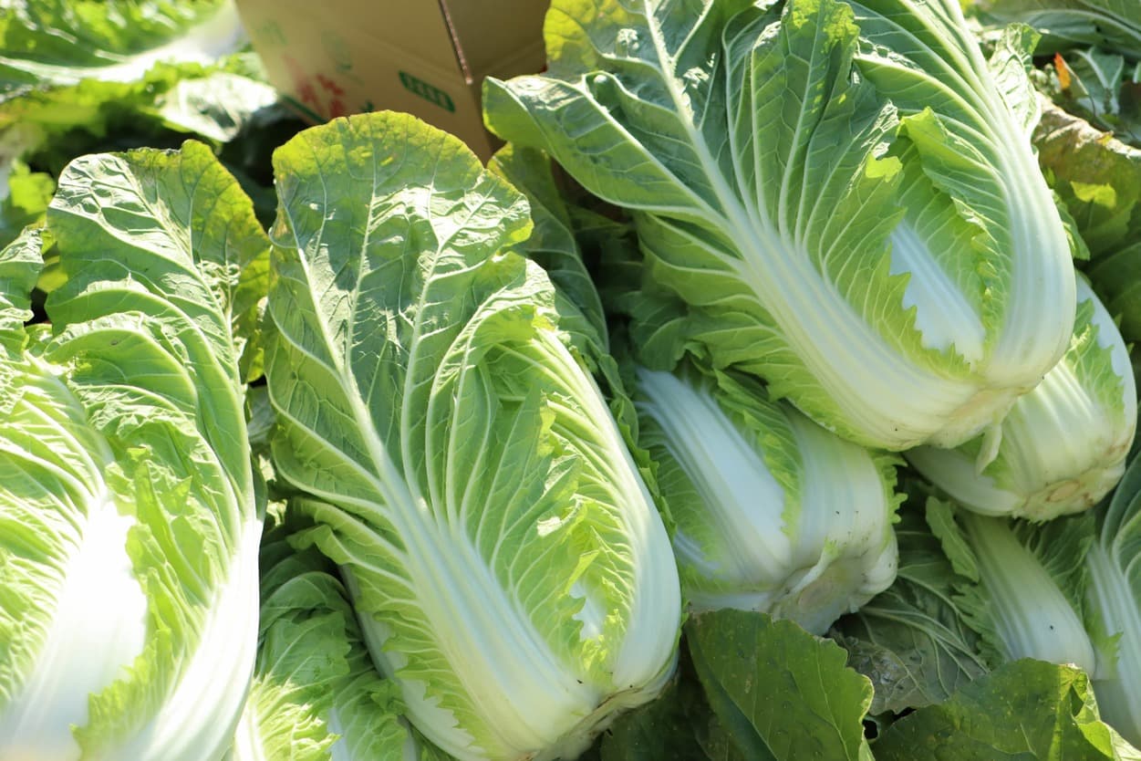 ベジタブルサービスコバヤシ　白菜