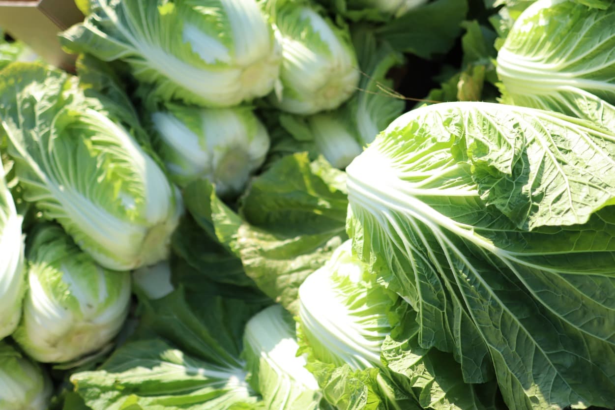 ベジタブルサービスコバヤシ　白菜