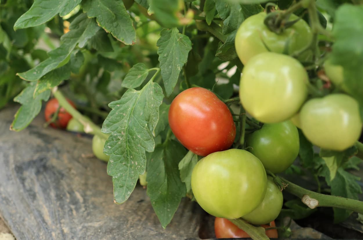 御子神農園　とまと