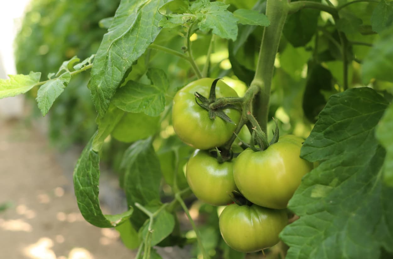 御子神農園　とまと