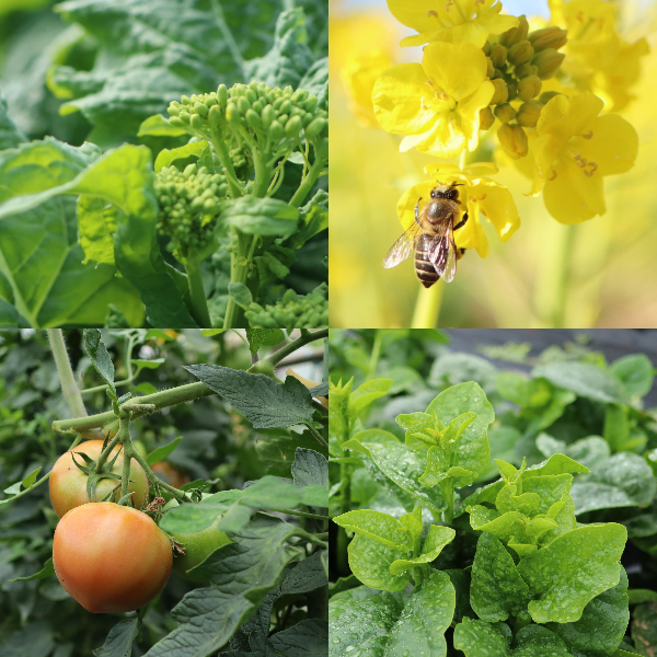 御子神農園の野菜
