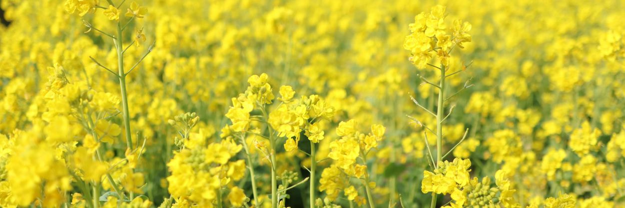御子神農園　満開の菜花
