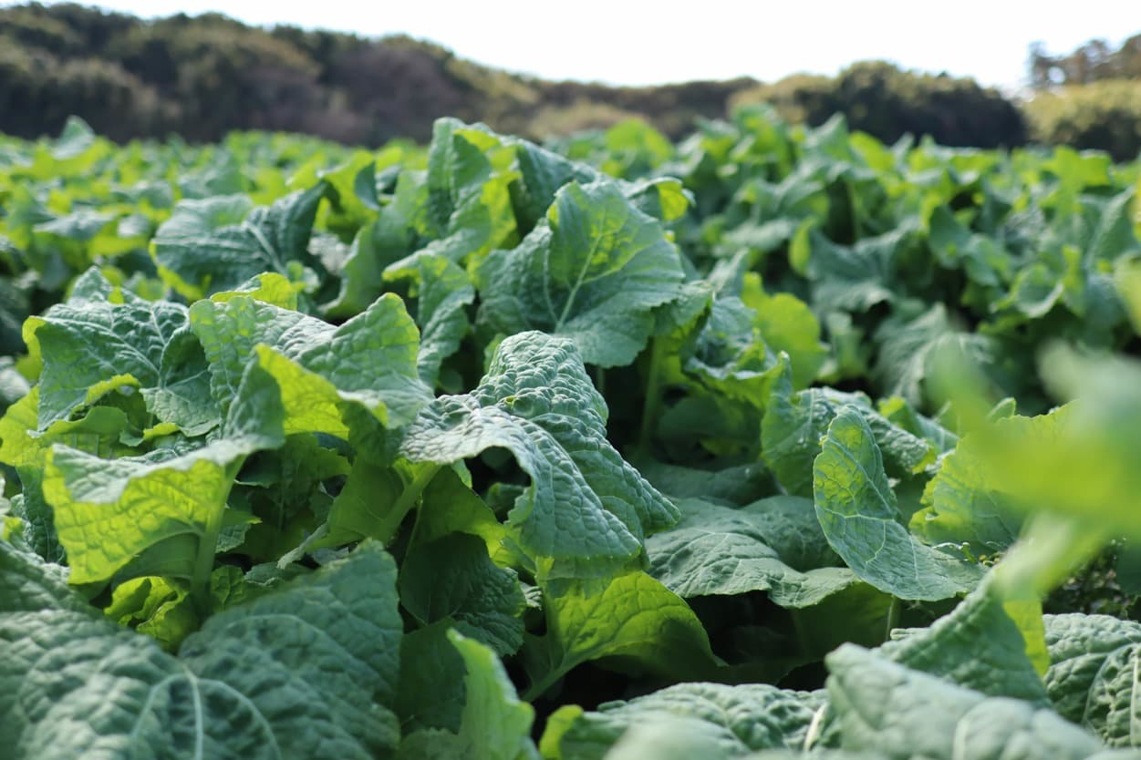 御子神農園　菜花畑