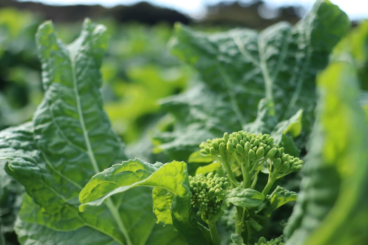 御子神農園　菜花