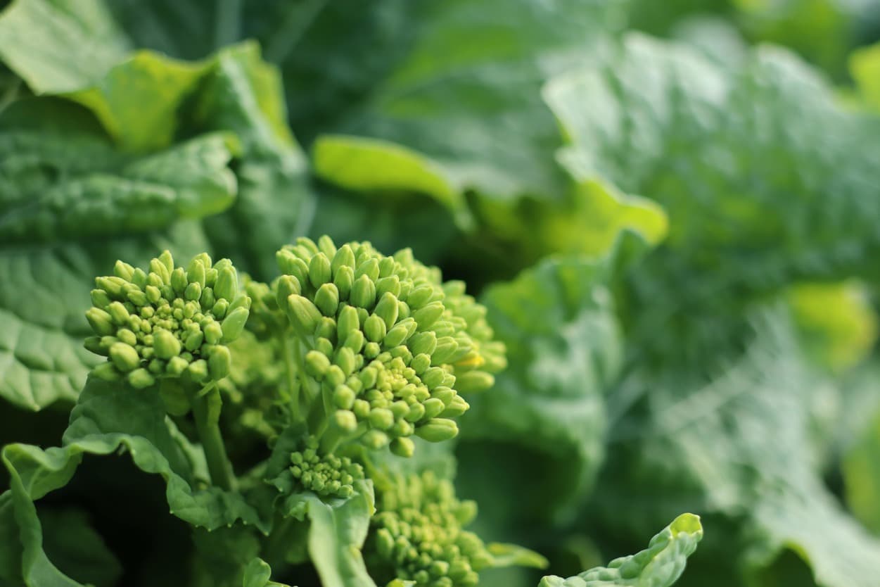 御子神農園　菜花