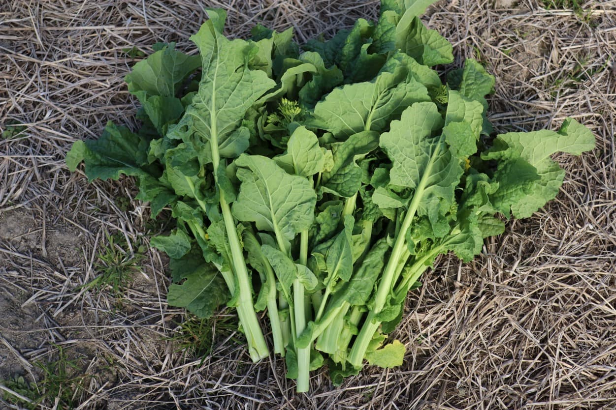 御子神農園　菜花