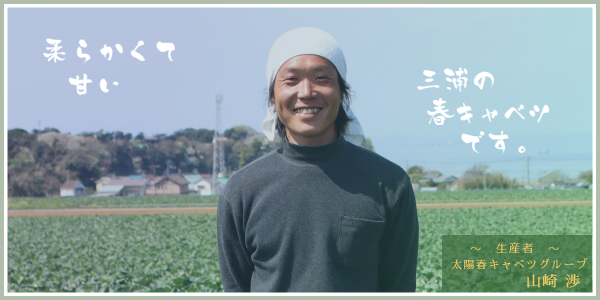 太陽春キャベツグループ　山崎渉
