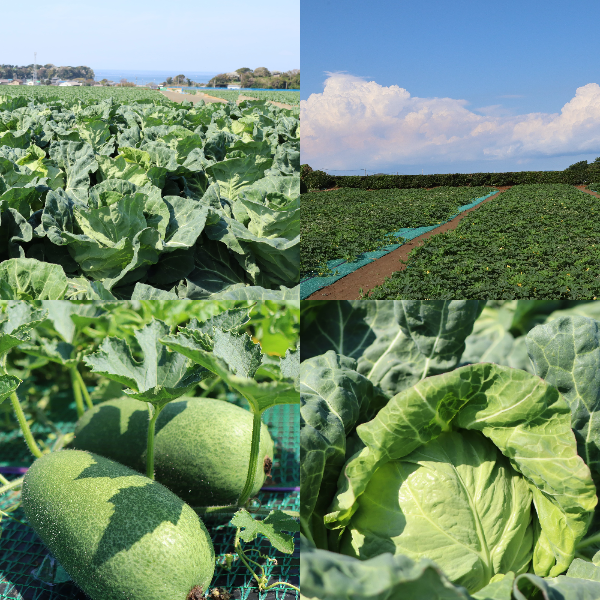 三浦市農協　春キャベツ