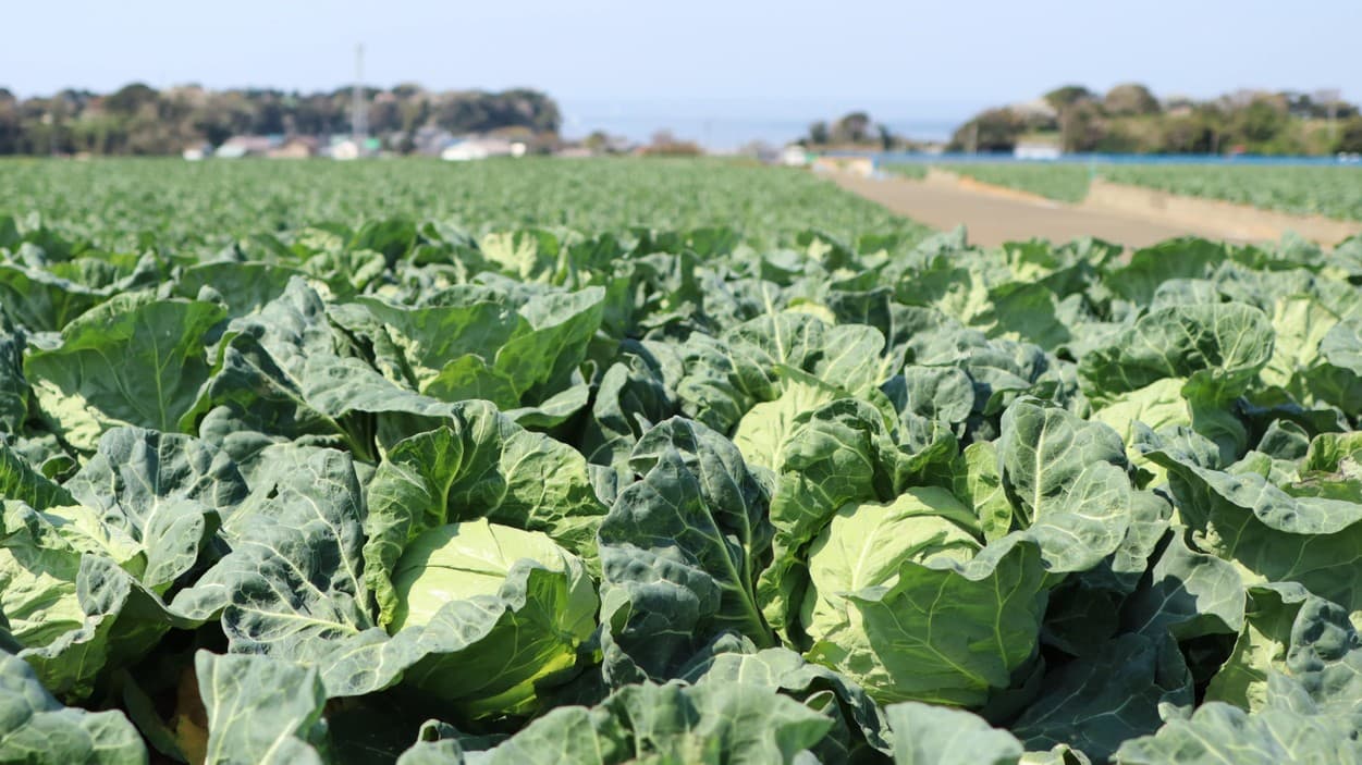 三浦市農協　春キャベツ