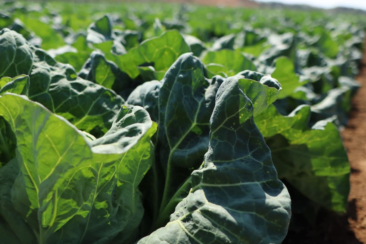 太陽春キャベツグループ　山崎さんの畑