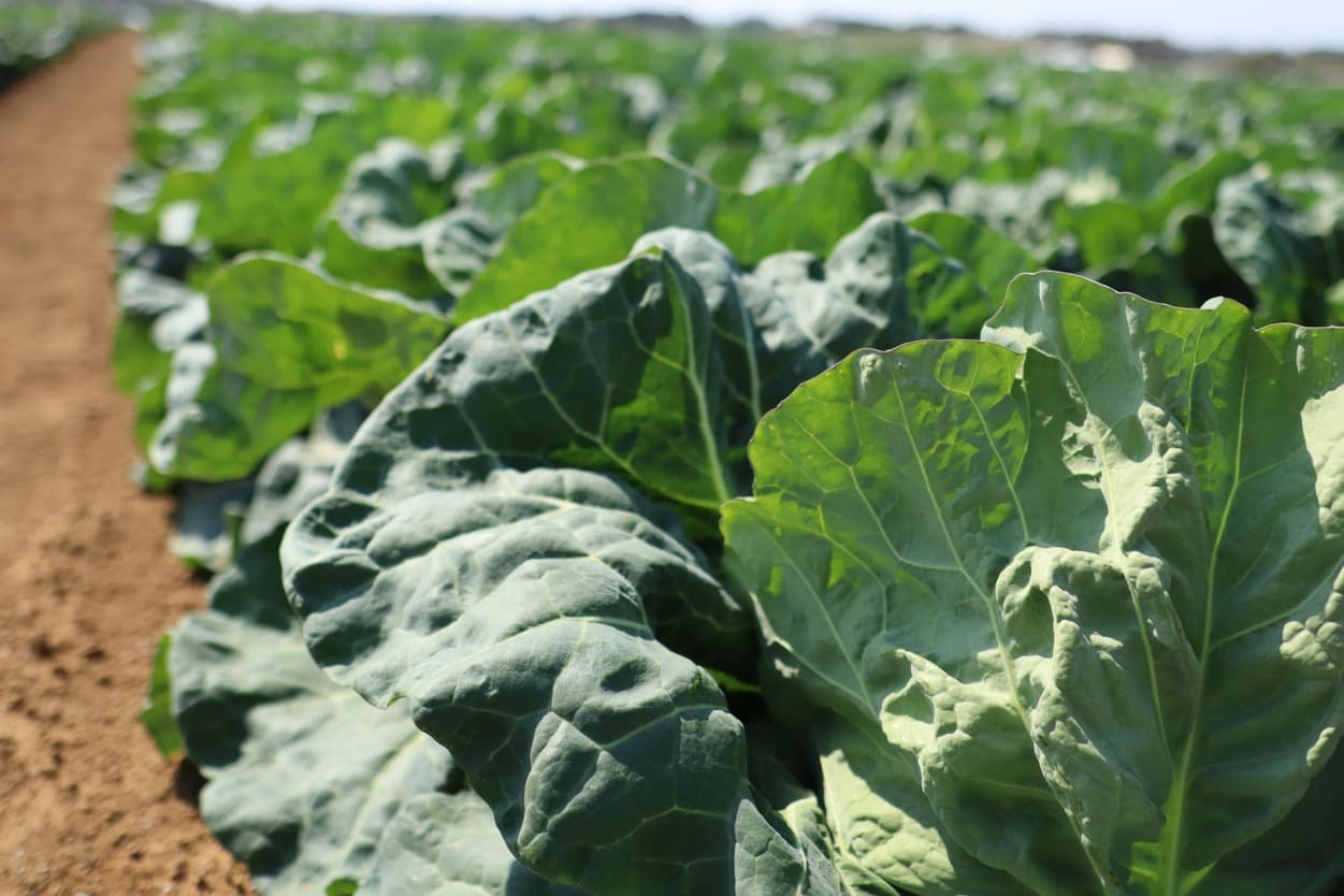 太陽春キャベツグループ　山崎さんの畑
