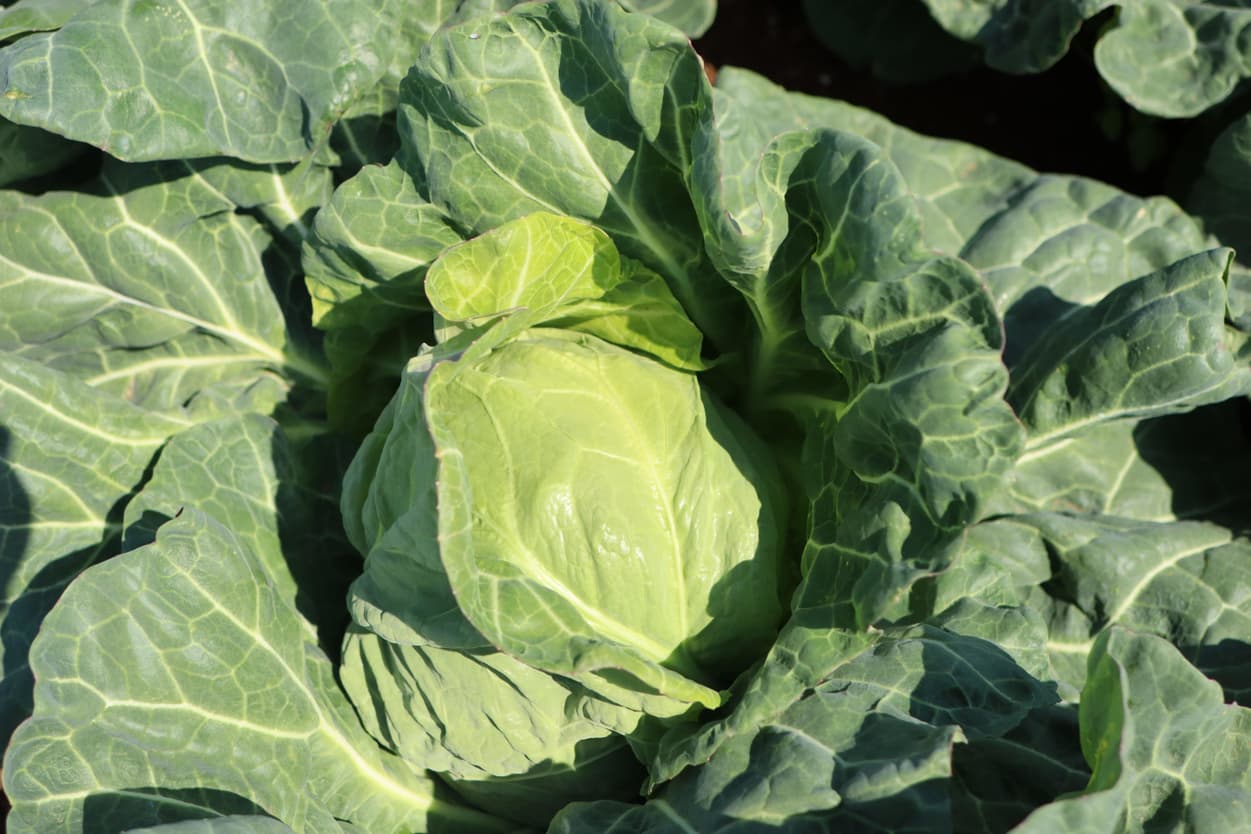 太陽春キャベツグループ　山崎さんの畑