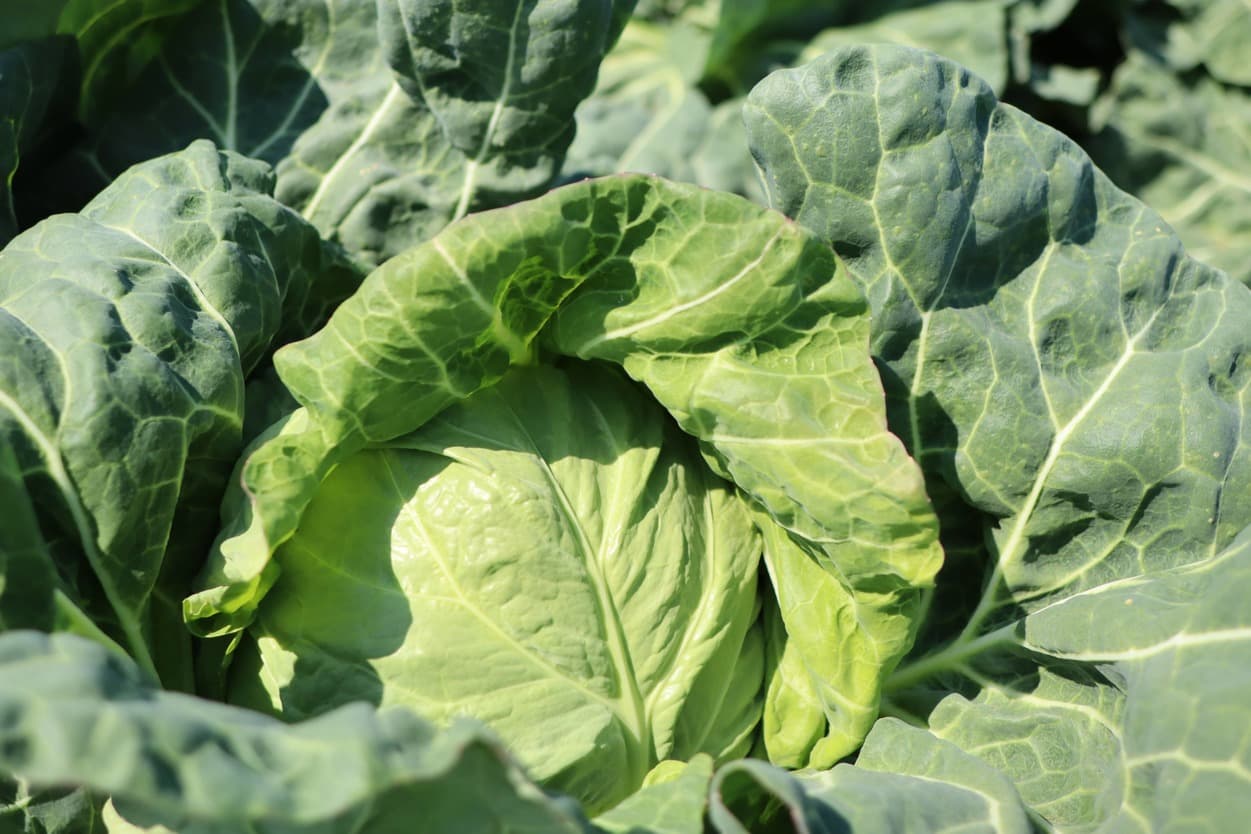 太陽春キャベツグループ　山崎さんの畑