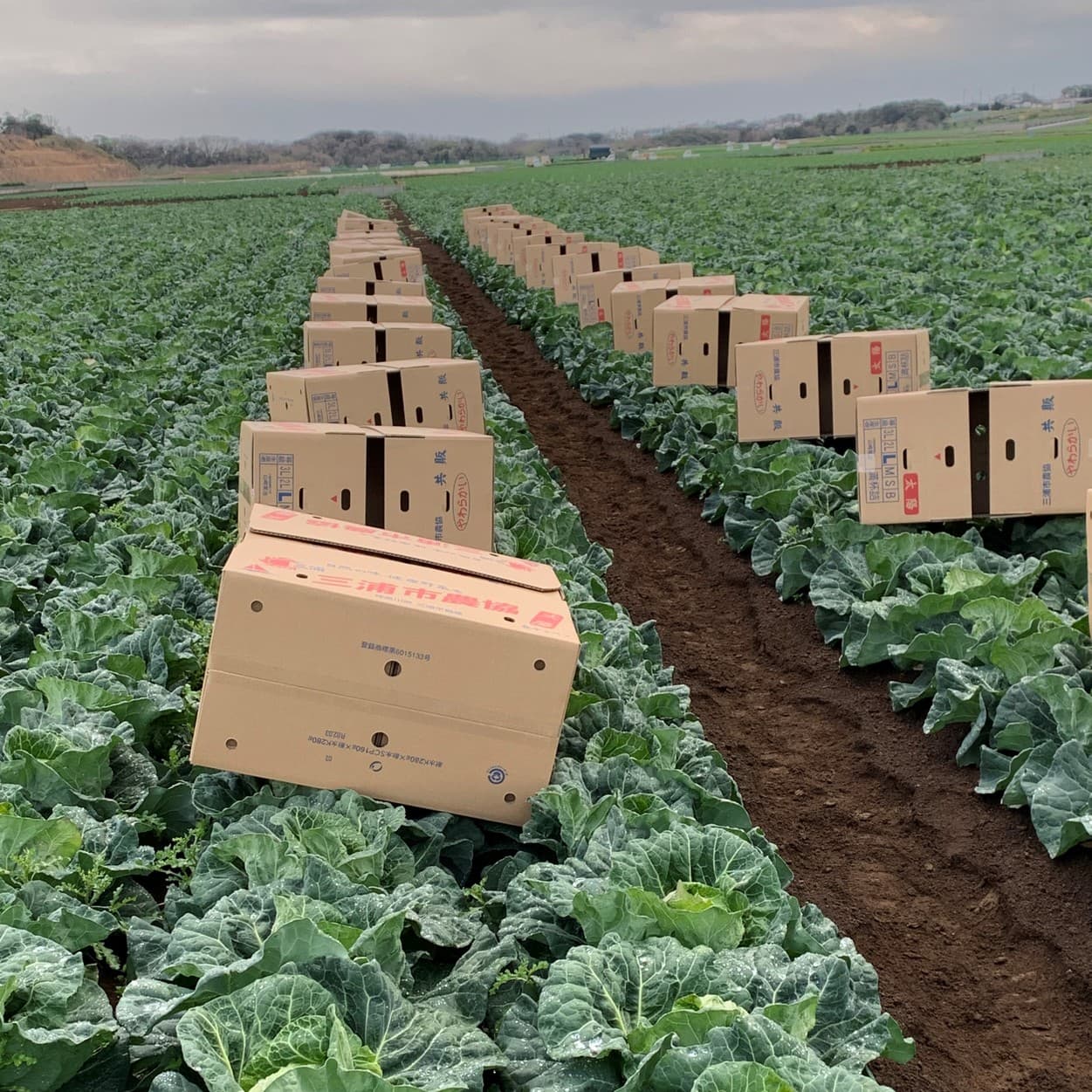 三浦市農協　キャベツの収穫風景