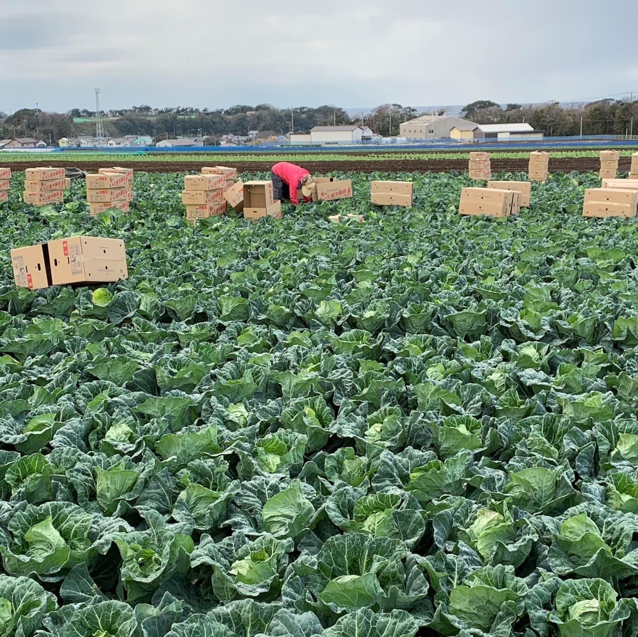 三浦市農協　キャベツの収穫風景