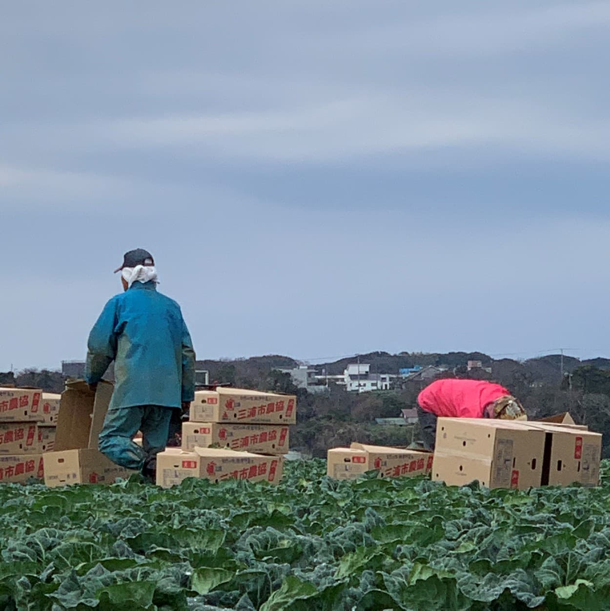 三浦市農協　キャベツの収穫風景