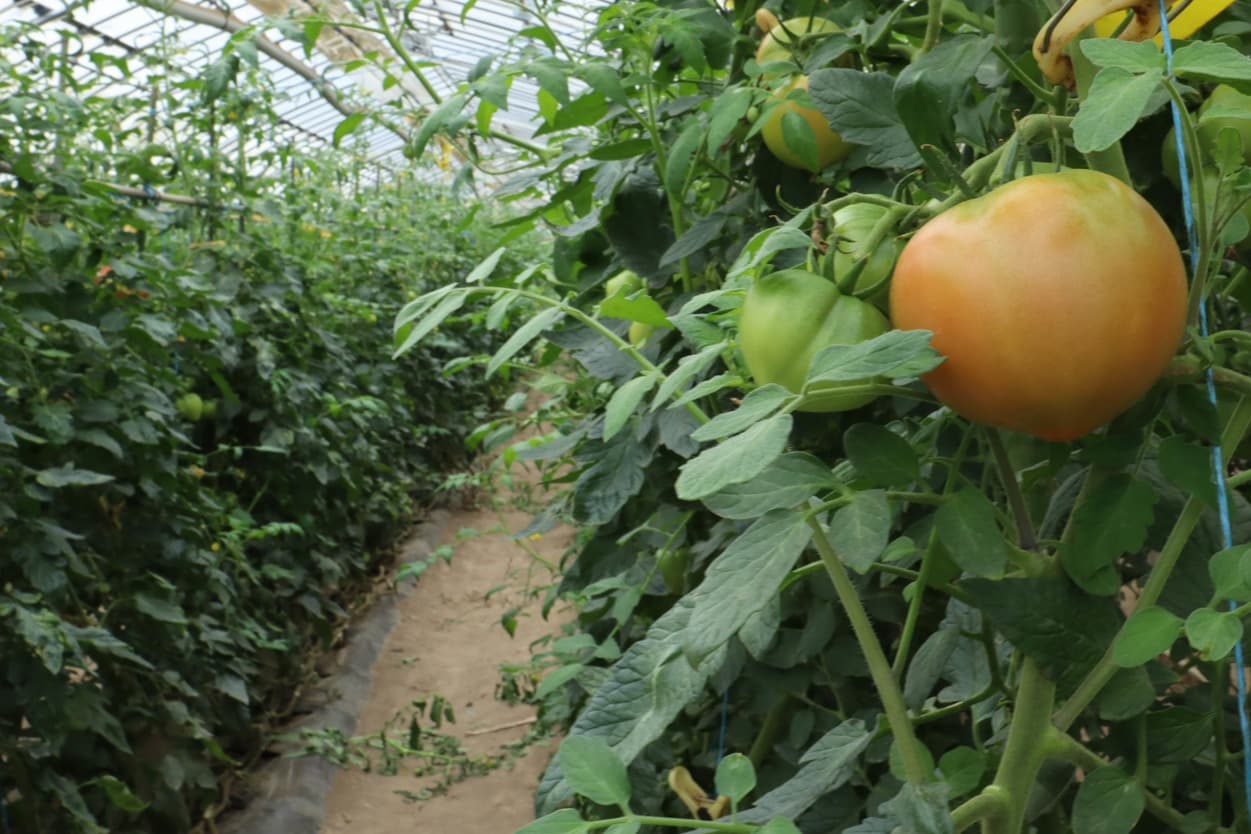 御子神農園　とまと
