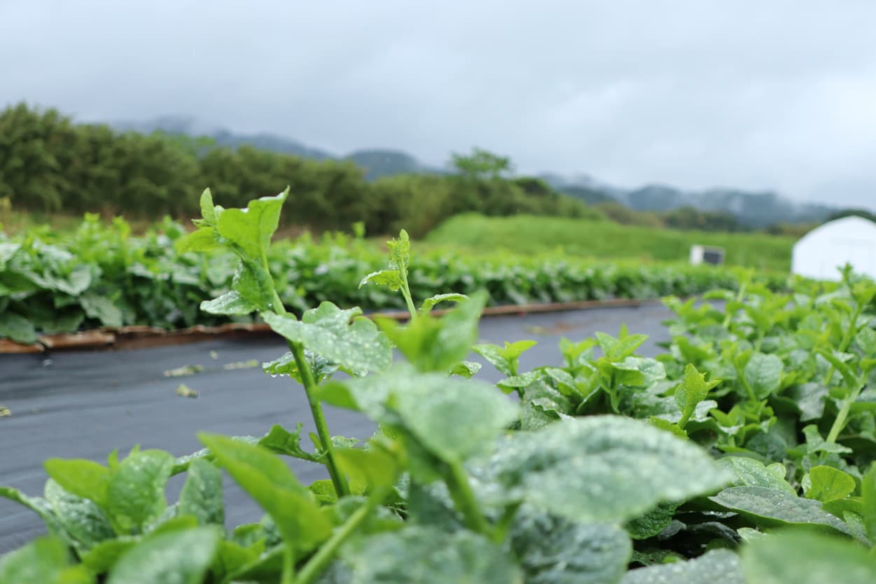 御子神農園　ツルムラサキ
