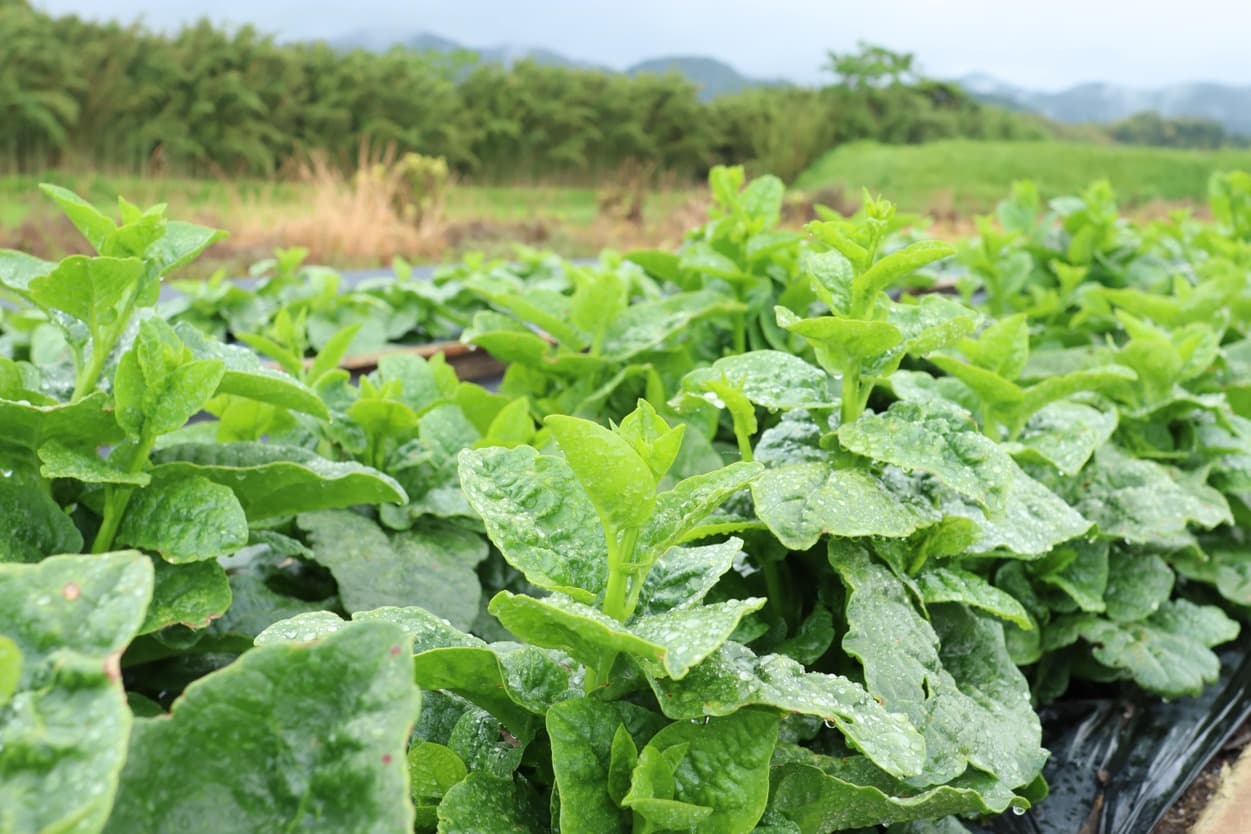 御子神農園　ツルムラサキ