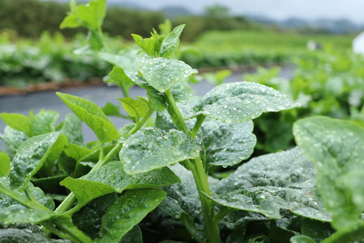 御子神農園　ツルムラサキ