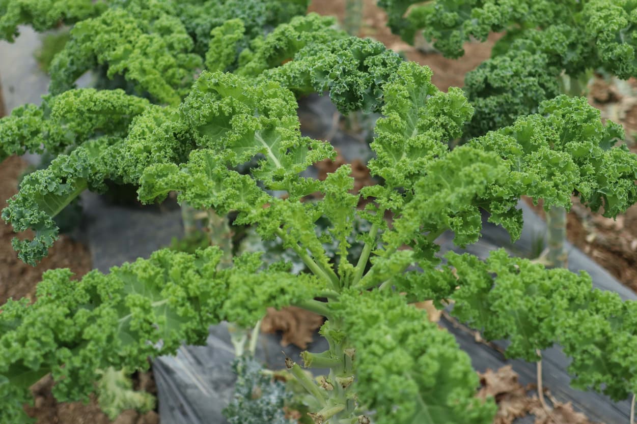 御子神農園　カリーノケール