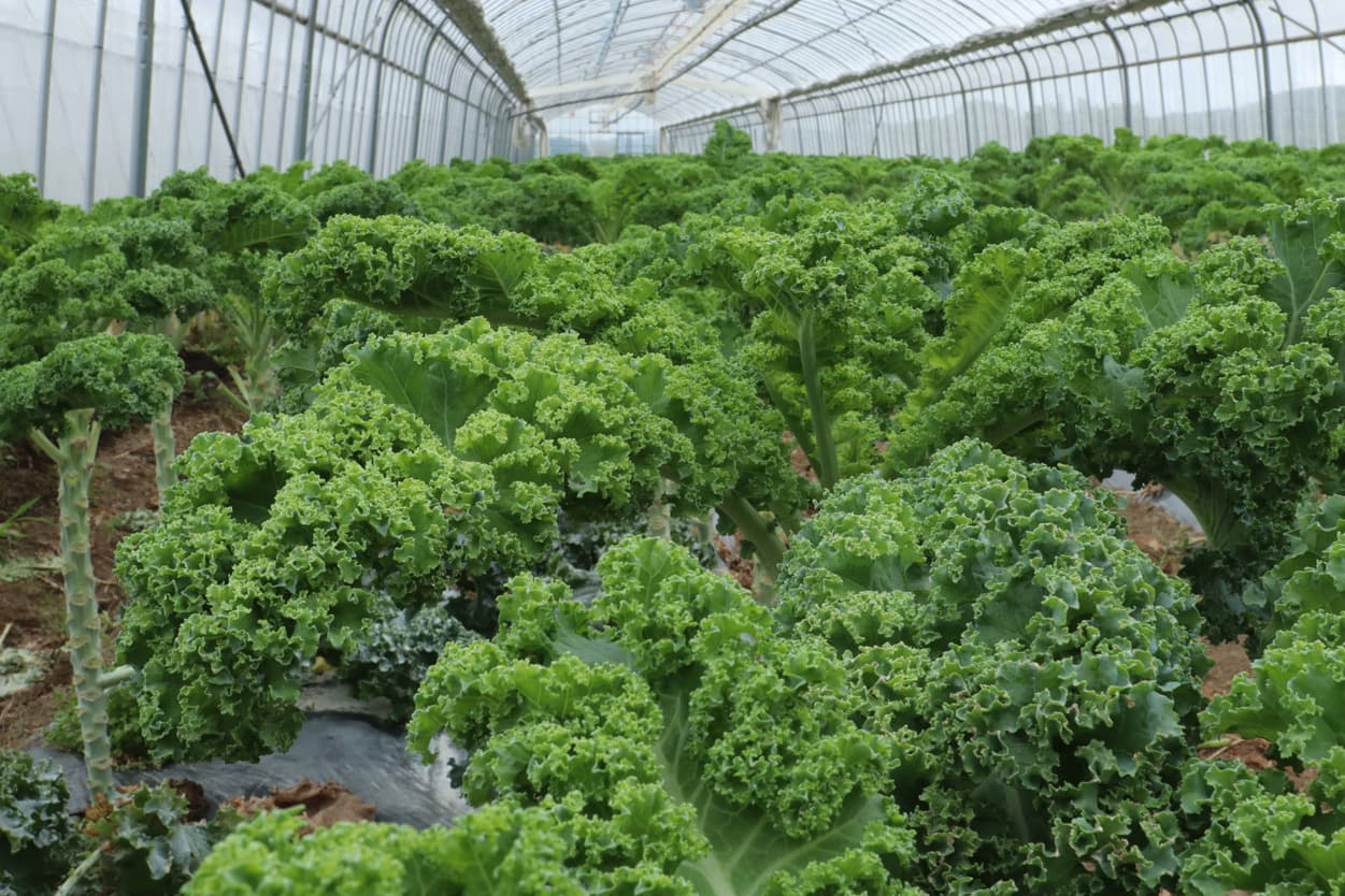 御子神農園　カリーノケール