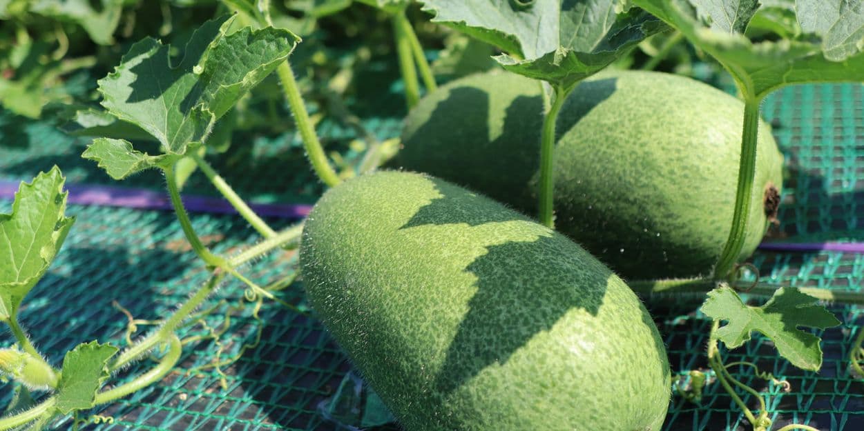 三浦市農協　ミニ冬瓜