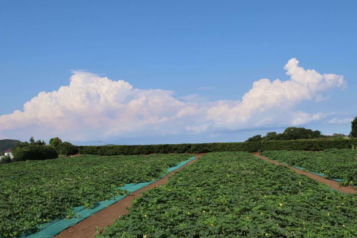 三浦市農協　ミニ冬瓜