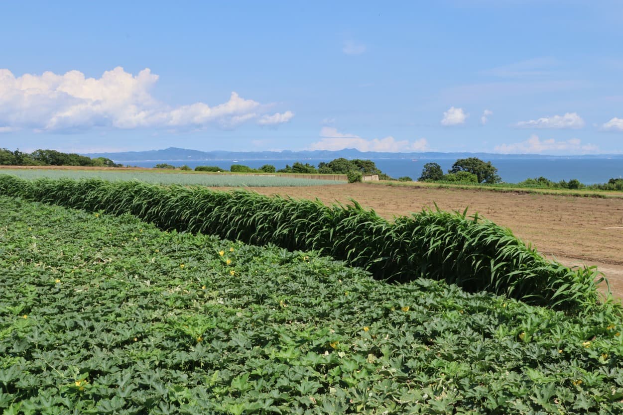 三浦市農協　ミニ冬瓜