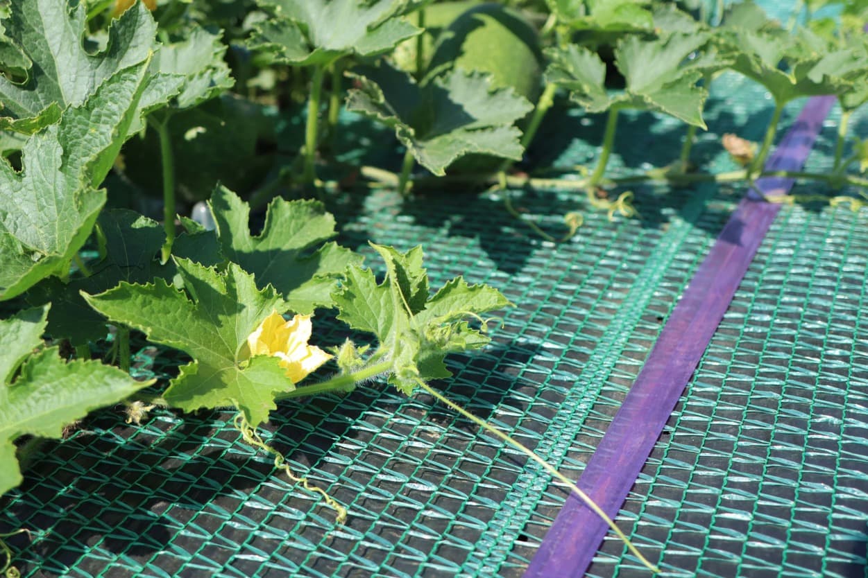 三浦市農協　ミニ冬瓜