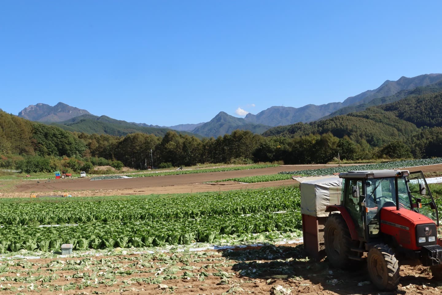 プライド部会　白菜の圃場