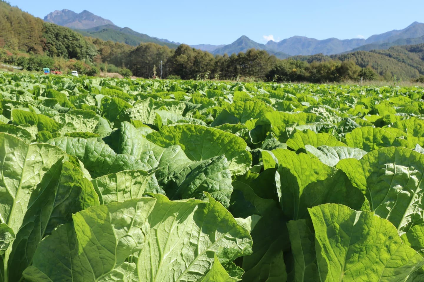 プライド部会　白菜の圃場