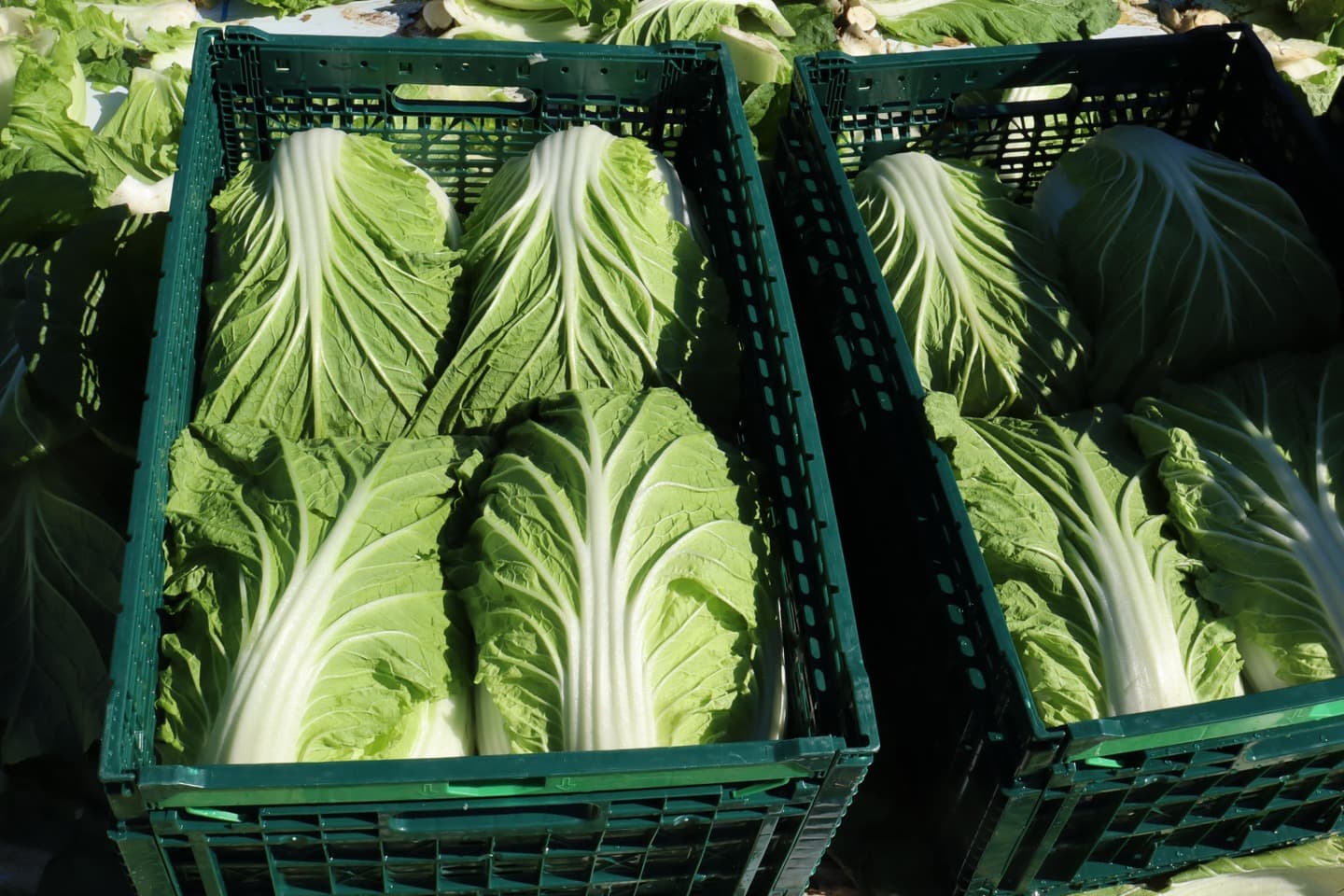 プライド部会の白菜