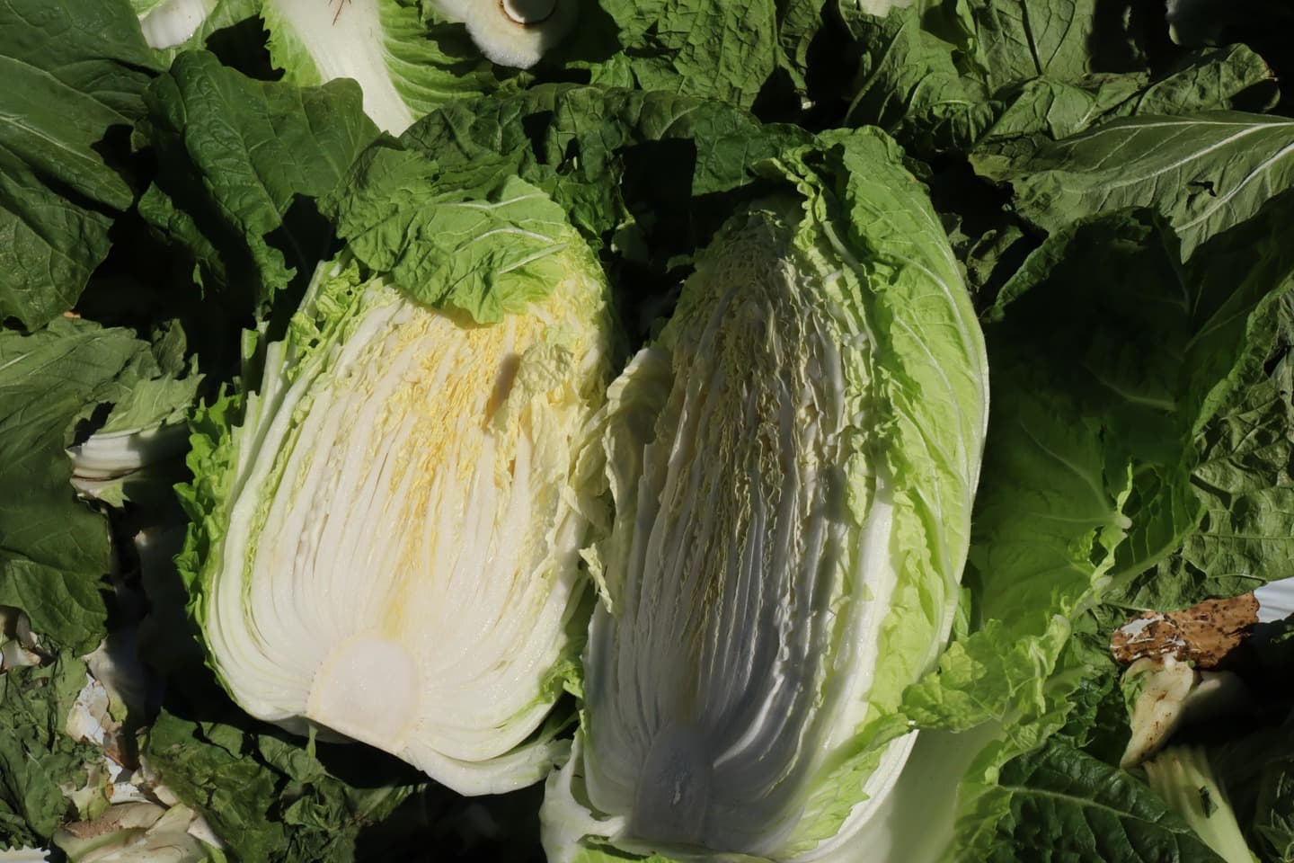 プライド部会の白菜