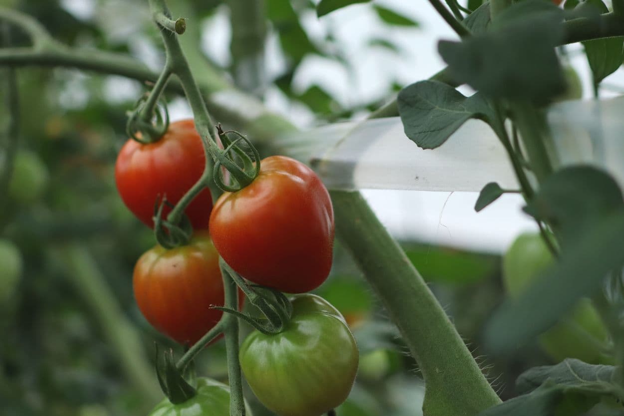 昭和村　トマトベリー