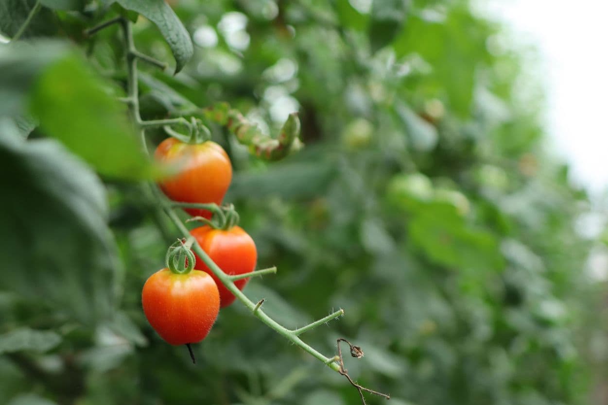 昭和村　トマトベリー