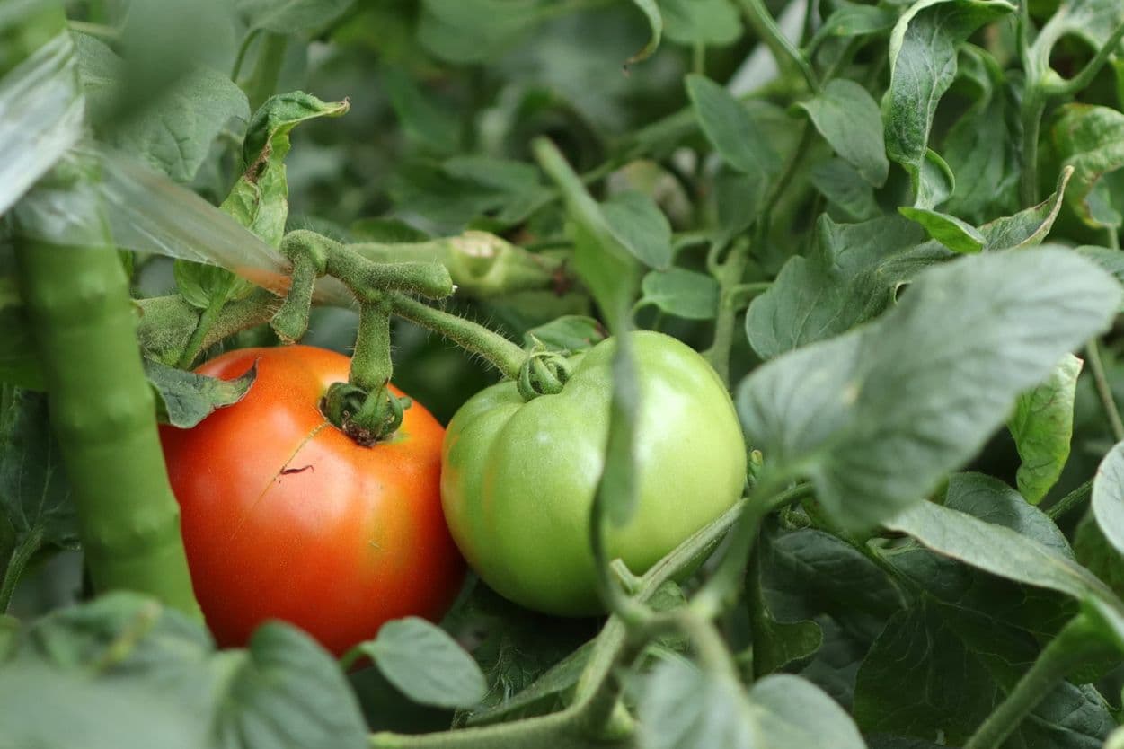 昭和村　ぜいたくトマト