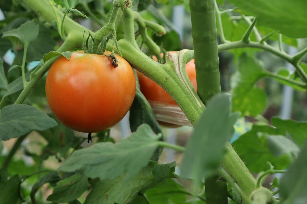 昭和村　ぜいたくトマト
