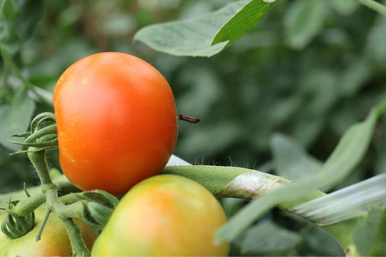 昭和村　ぜいたくトマト