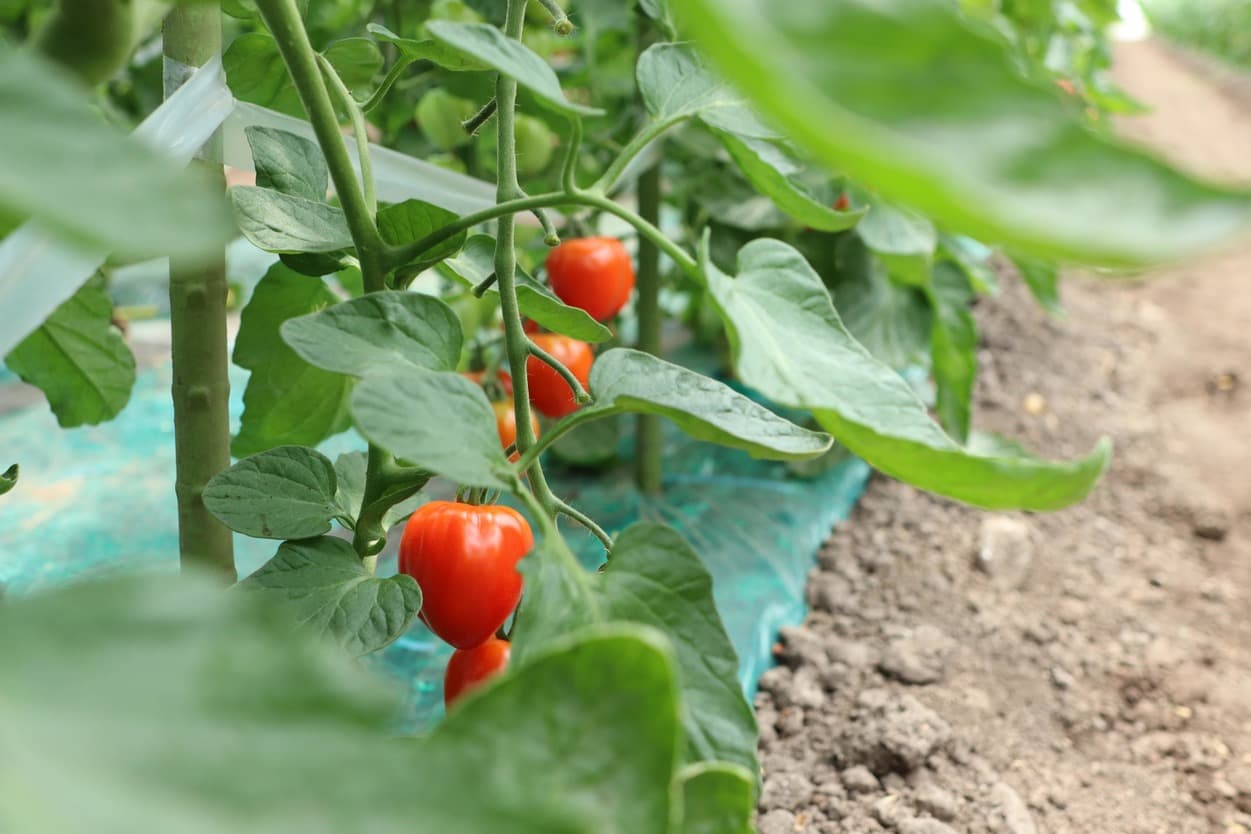 昭和村　トマトベリー